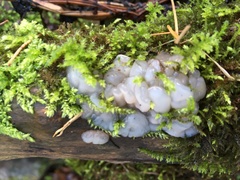Exidia thuretiana