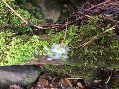 Exidia thuretiana