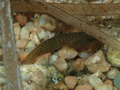 Lepadogaster lepadogaster