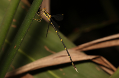 Episynlestes albicaudus