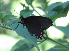 Parides montezuma