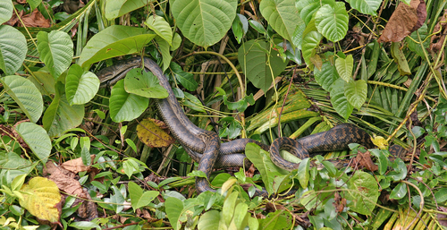 Australian Scrub Python sighting