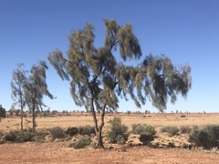 Acacia peuce