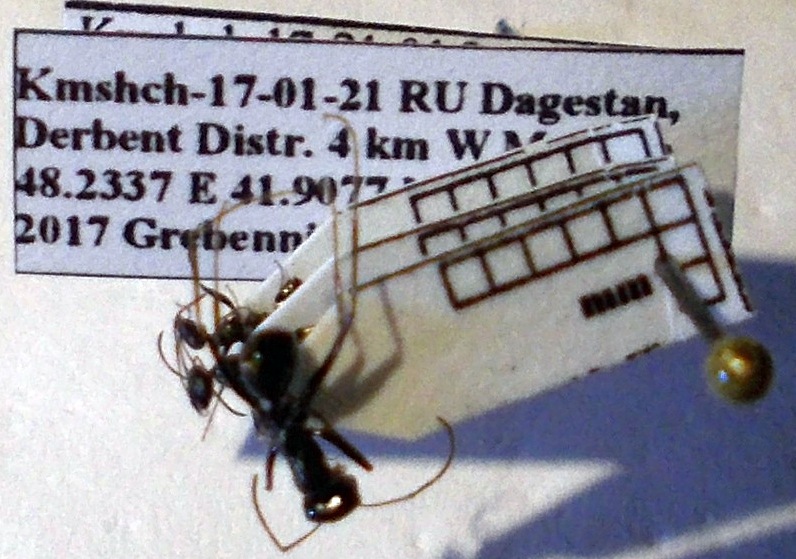 Cataglyphis aenescens