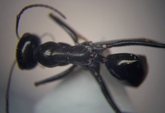 Cataglyphis aenescens