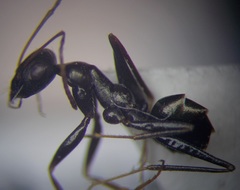 Cataglyphis aenescens