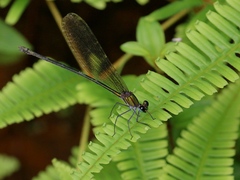 Vestalis nigrescens