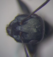 Cataglyphis aenescens