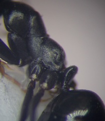 Cataglyphis aenescens