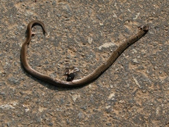 Oligodon sublineatus