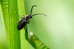 Polemius denticornis