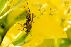 Polistes cinerascens