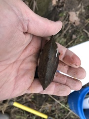 Sagittunio subrostratus