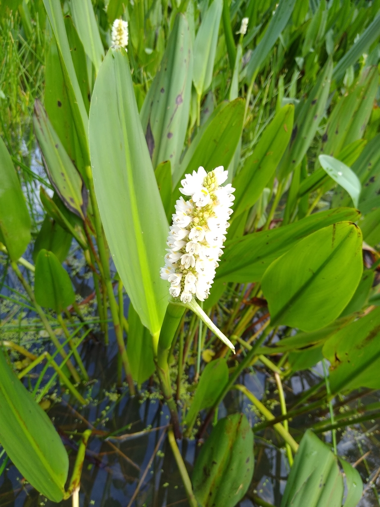 Pontederia reflexa