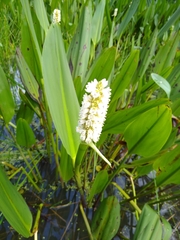 Pontederia reflexa
