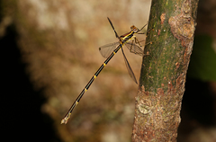 Episynlestes albicaudus