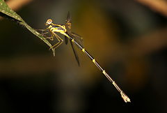 Episynlestes albicaudus