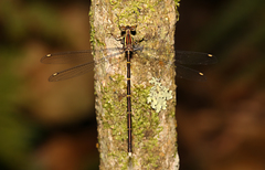 Episynlestes albicaudus