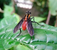 Hermya ditissima