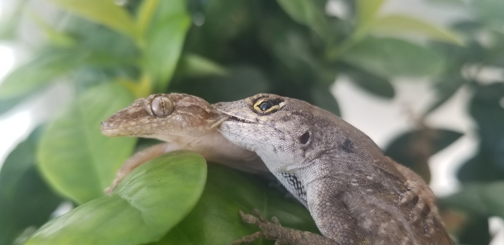 Cuban Brown Anole