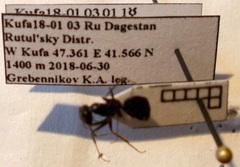 Cataglyphis aenescens
