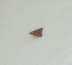 Sommeria marchalii