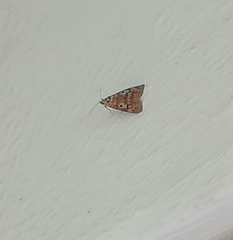 Sommeria marchalii