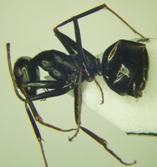 Cataglyphis aenescens