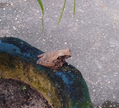 Dendropsophus anceps