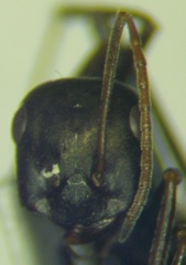 Cataglyphis aenescens