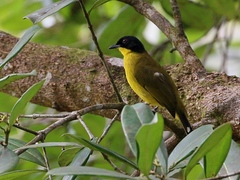 Rubigula melanicterus