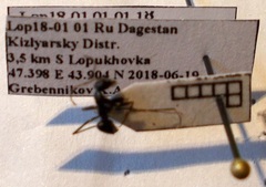 Cataglyphis aenescens