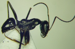 Cataglyphis aenescens