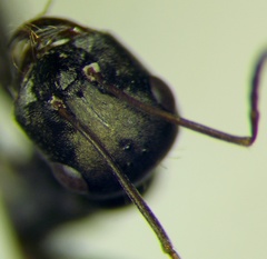 Cataglyphis aenescens