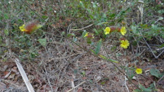 Waltheria operculata