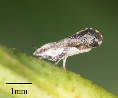 Diaphorina citri