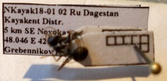 Cataglyphis aenescens