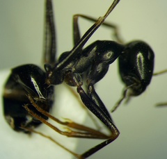 Cataglyphis aenescens