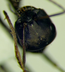 Cataglyphis aenescens