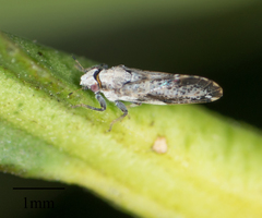 Diaphorina citri