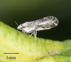Diaphorina citri
