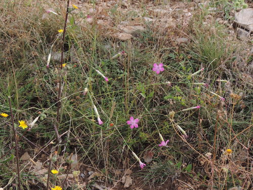 Apennine wood pink