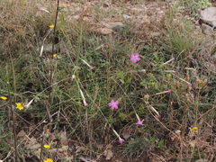 Dianthus longicaulis