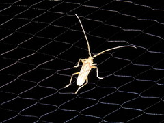 Eburia maccartyi