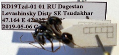 Cataglyphis aenescens