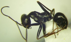 Cataglyphis aenescens