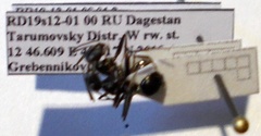 Cataglyphis aenescens