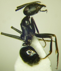 Cataglyphis aenescens