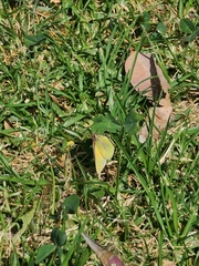 Colias dimera