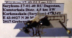 Cataglyphis aenescens